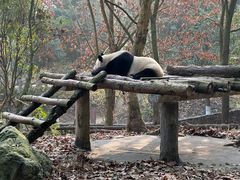 -都江堰中华大熊猫苑