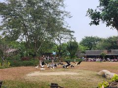 -广州长隆飞鸟乐园