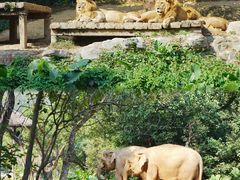 -广州长隆野生动物世界