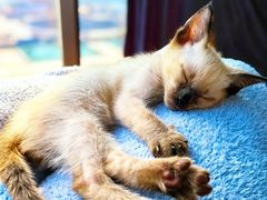 -欣宠猫屋·矮脚拿破仑·蓝金金渐层