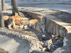 -栾川竹海野生动物园