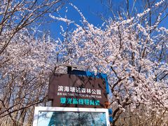 -塘沽森林公园