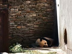-卧龙中华大熊猫苑神树坪基地