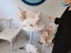 -喵的天空名猫咖啡馆·撸猫·猫舍·用品