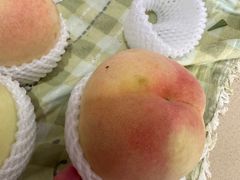 -老袁家蜜桃农场·阳山水蜜桃