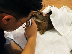 -爱侣宠医·鹦鹉专科·小型哺乳类·异宠专科(灵石路店)