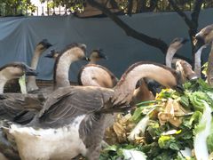 -佛都笑农庄(清溪店)