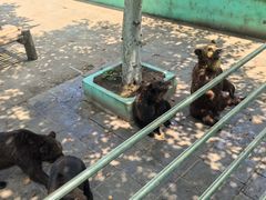 -西霞口神雕山野生动物世界