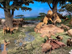 -国家自然博物馆