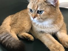 -飞行喵MR PILOT|猫舍·猫咖(静安大融城店)