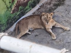 -西霞口神雕山野生动物世界