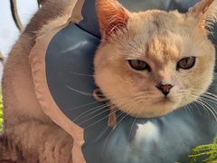 -瑞派名望24h动物医院异宠专科·猫专科·骨科·重症监护分院