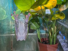 -上海大自然野生昆虫馆(东方明珠·爬宠昆虫探索中心)