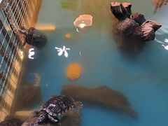 -上海大自然野生昆虫馆(东方明珠·爬宠昆虫探索中心)