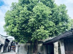 -乌镇东栅景区