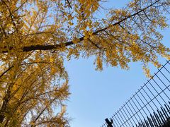 -三里屯东五街银杏大道