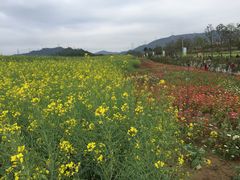 -光明小镇欢乐田园