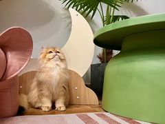 -青奢宠物·青奢猫舍