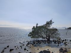 -福田红树林生态公园