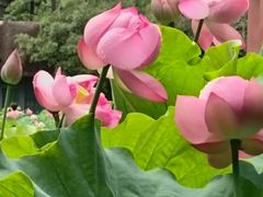 -陈家山荷花公园