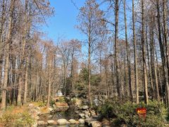 -上海共青森林公园