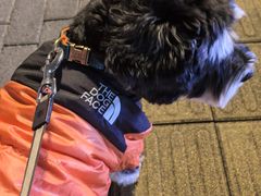 -博特宠物医院24h犬猫全科.骨科·异宠