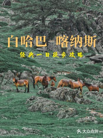 新疆|白哈巴-喀纳斯|经典一日徒步攻略
