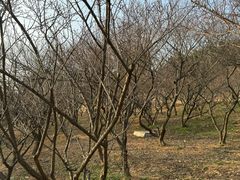 -无锡梅园公园