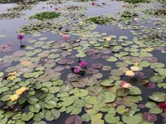 -莲花池公园