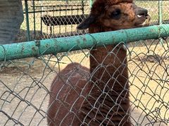 -秦皇岛野生动物园