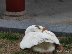 -龙华寺