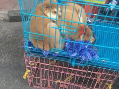 -清平路水族市场