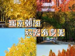 -三里屯东五街银杏大道