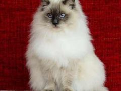 -藏猫猫咖啡主题馆(中央大道店)