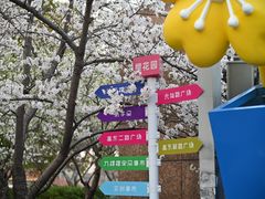 -高东镇樱花园