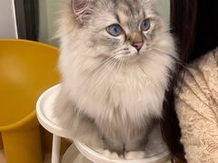 -有喵·猫咖·狗咖·30几只猫10只小狗(岗厦店)