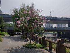 -运河游船(武林门码头)