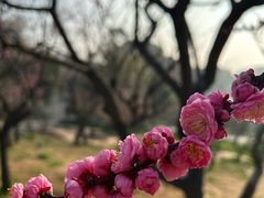 -无锡梅园公园