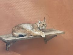 -青藏高原野生动物园