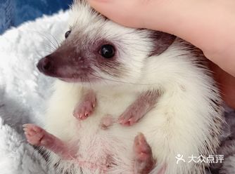 这只是原色dd，四个月大了