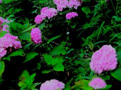 -万柳高尔夫俱乐部