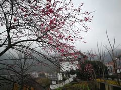 -新安江山水画廊风景区