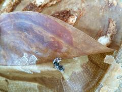 -极致味道动物奶油生日蛋糕(时尚店)