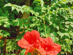 -海文实验幼儿园