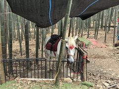 -长兴太湖图影湿地文化园
