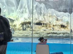 -帝企鹅自助餐厅•儿童岛•真企鹅(长隆企鹅酒店)