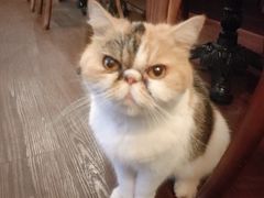 -猫岛主趣味餐厅(鼓浪屿店)