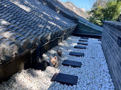 -自如ZSPACE四合院艺术餐厅