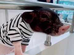 -怪兽屋·羊驼·猫咖·狗咖(俊华广场店)