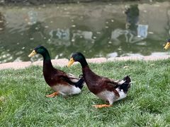 -春风习习